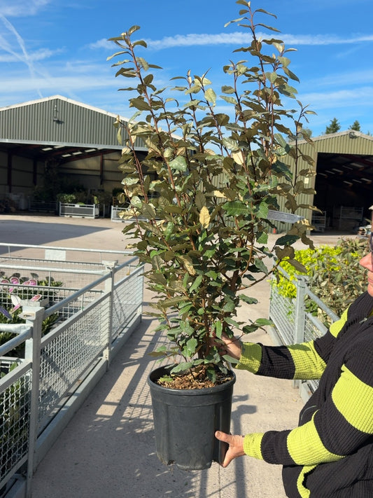 Elaeagnus x Ebbingei Compacta 9 Litre Pot 90-100cm