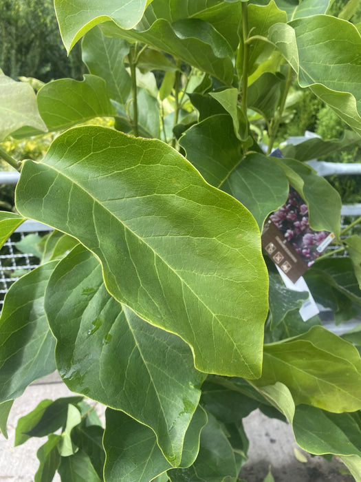 Magnolia soulangeana Andre Leroy 15 Litre Pot