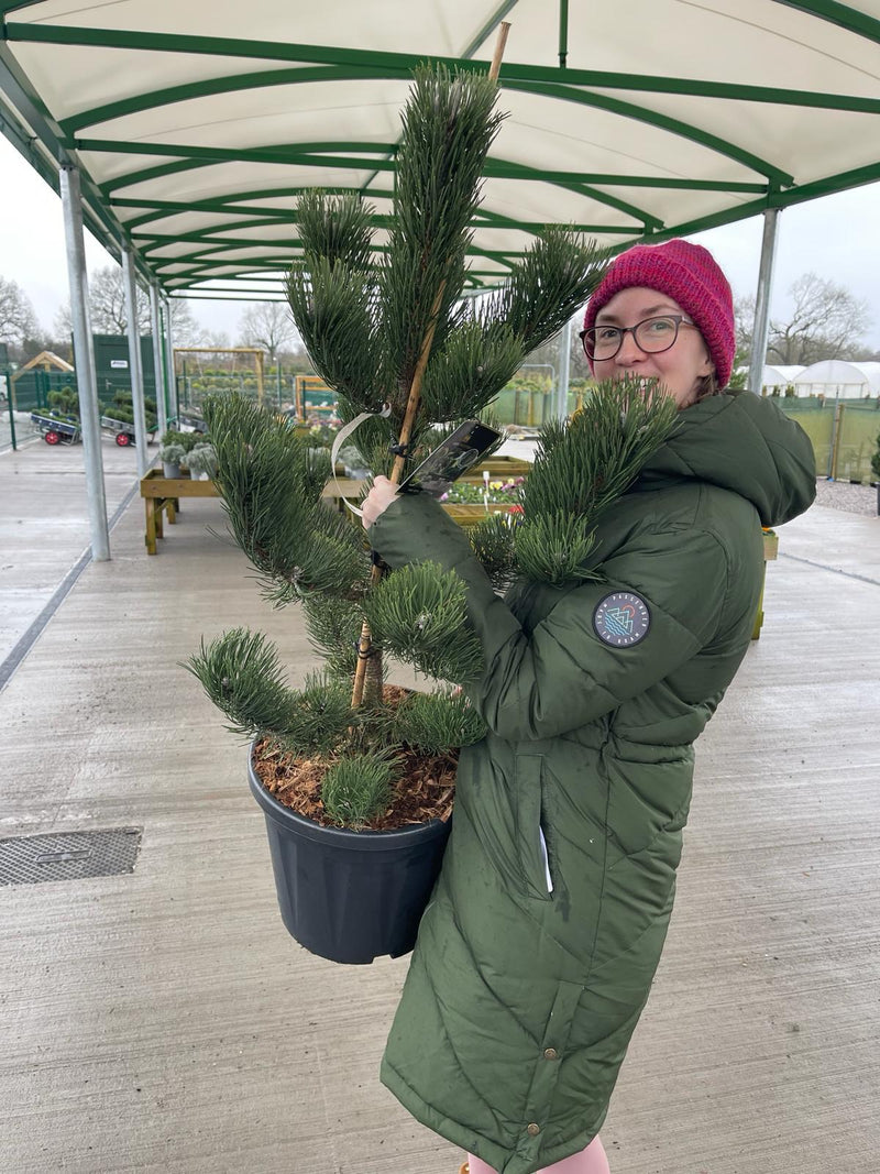 Pinus Nigra Oregon Green 25 Litre Pot