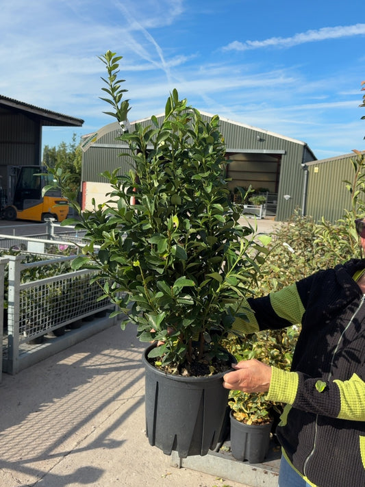 Euonymus japonicus 9 Litre
