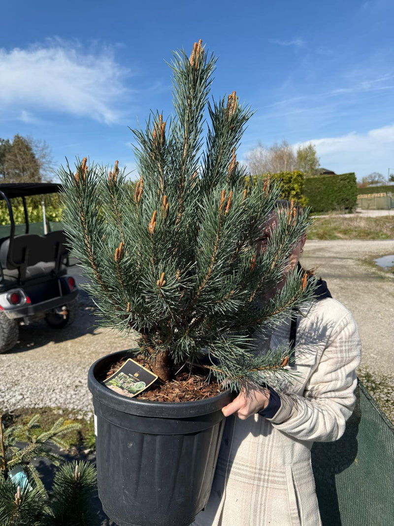 Pinus Sylvestris Watereri 25 Litre Pot