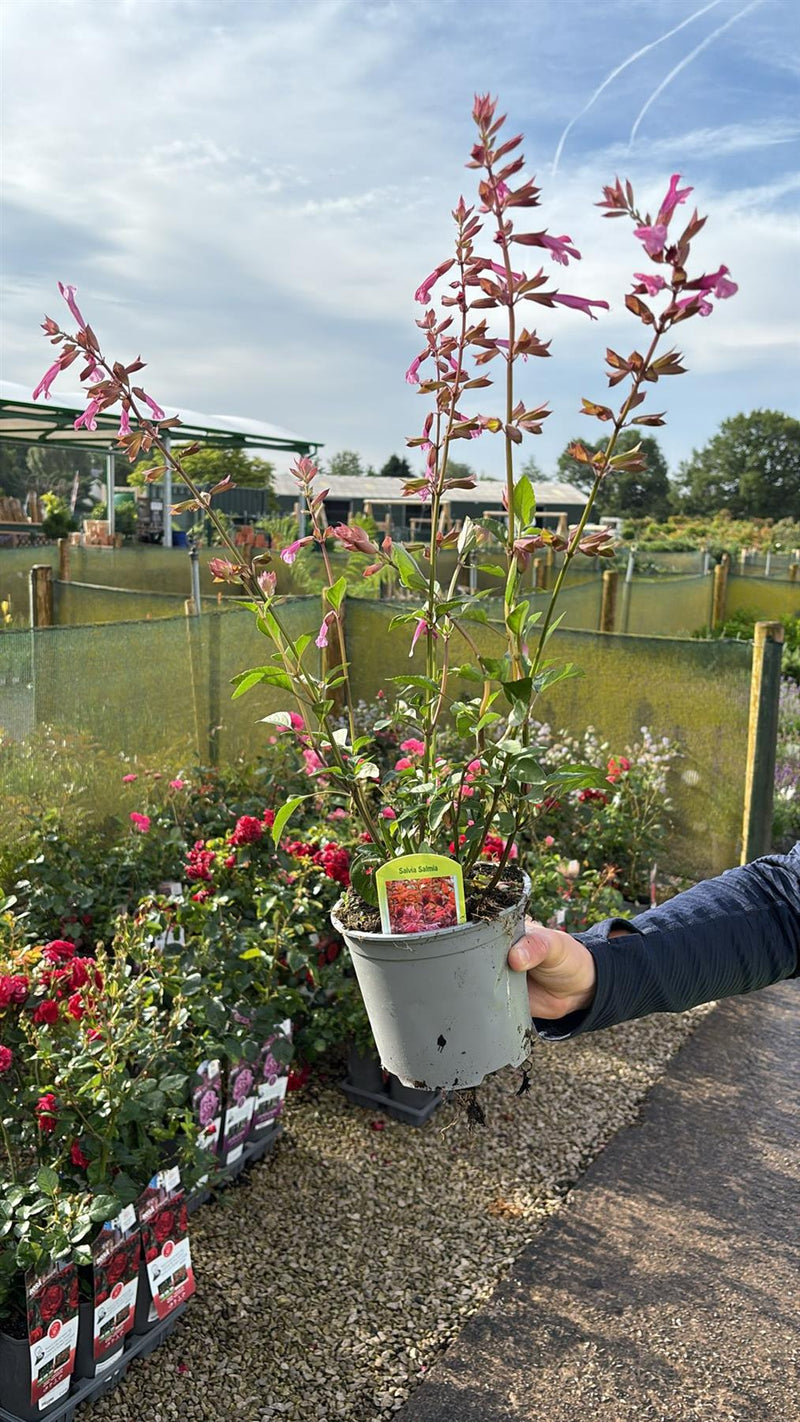 Salvia Salmia Pink 1.5 Litre Pot