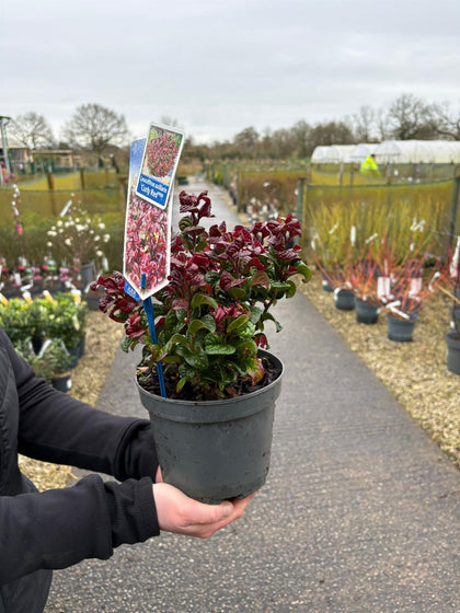 Leucothoe Curly Red 2 Litre Pot