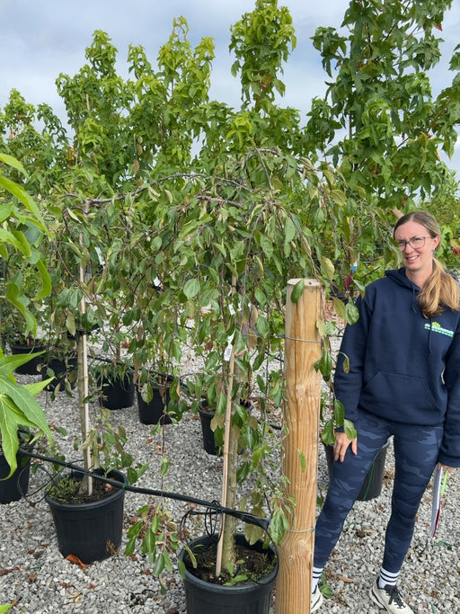 Malus Cheal's Weeping Half Standard 30 Litre Pot
