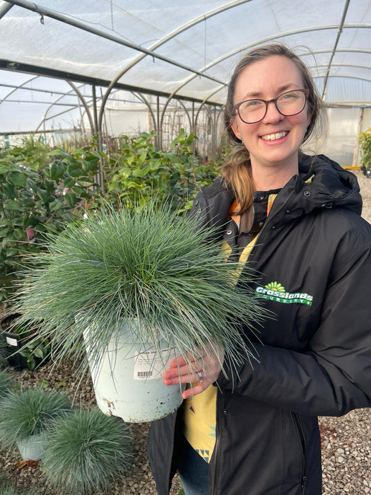 Festuca Glauca Intense Blue 5 Litre Pot