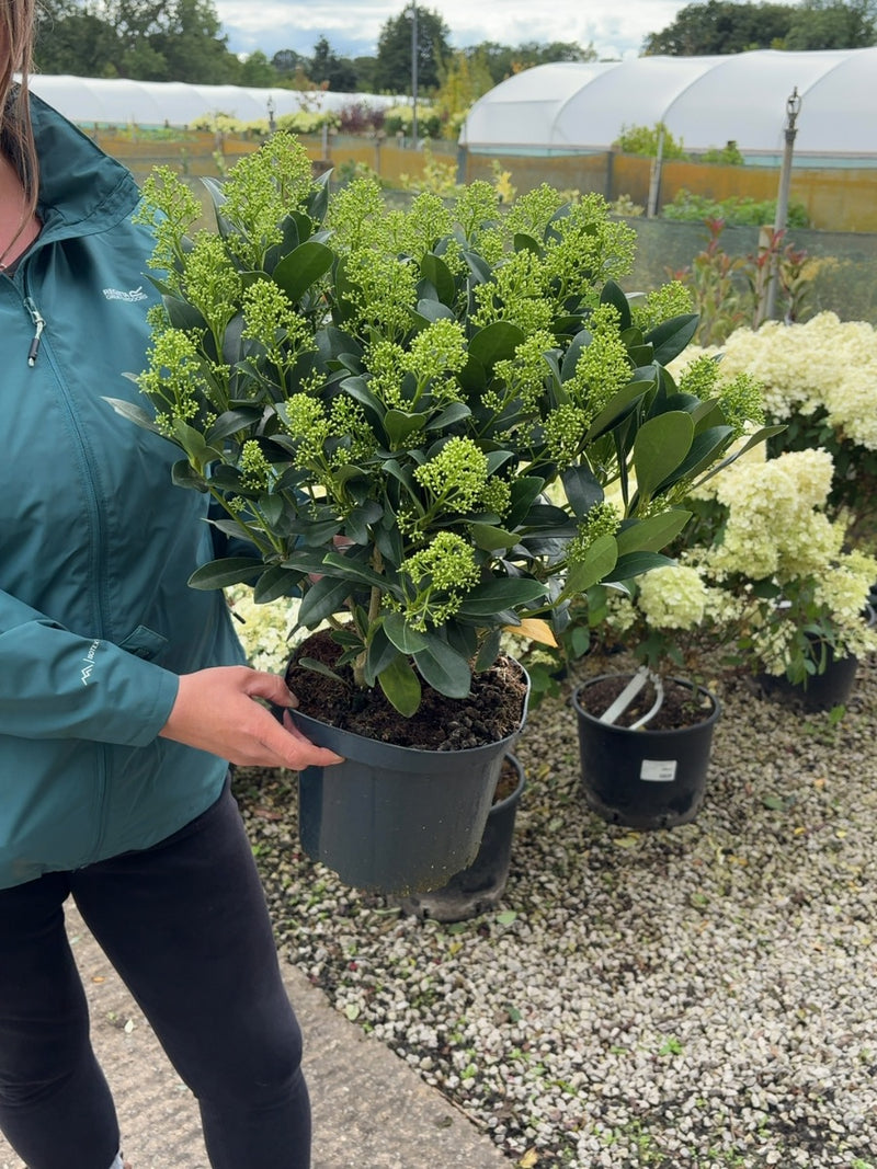 Skimmia Japonica Finchy 5 Litre Pot