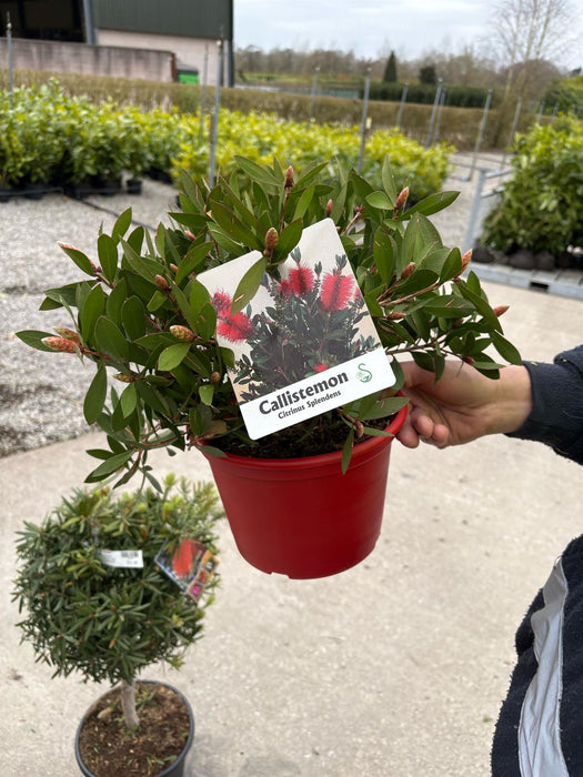 Callistemon Splendens 3 Litre Pot