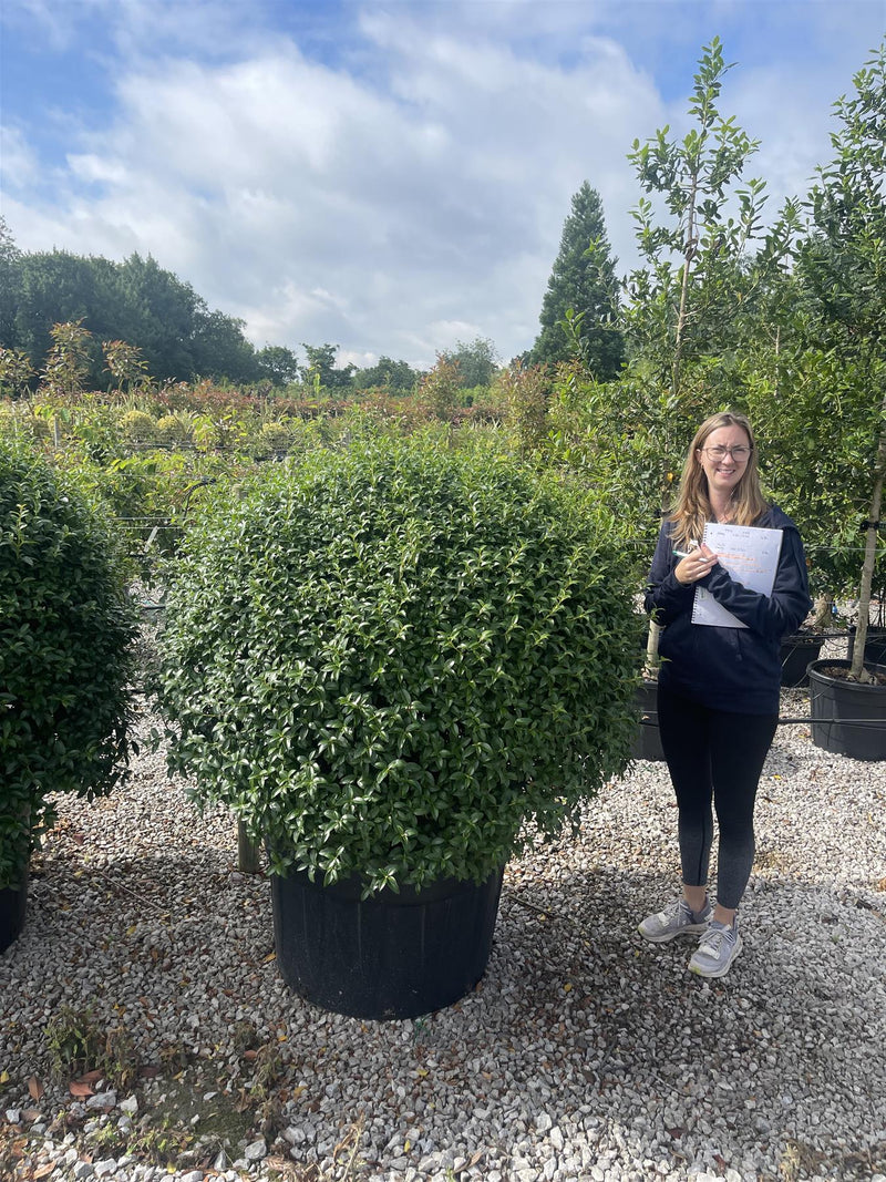Osmanthus Burkwoodii Topiary Ball 120/140cm Diametre 240 Litre Pot