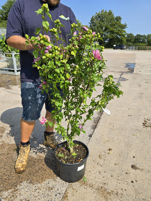 Hibiscus syr. Woodbridge 20 Litre Pot 100/125cm