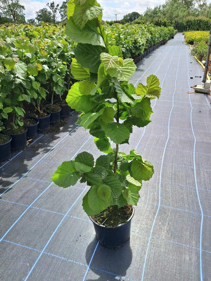 Hazel Hedging 5 Litre Pot 80-100cm Ready July