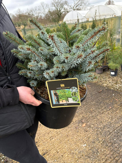 Picea sit. Silberzerg 12 Litre Pot