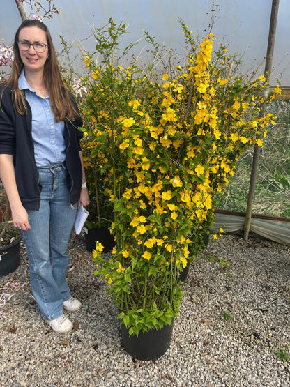 Kerria Japonica Golden Guinea 20 Litre Pot 125/150cm Tall
