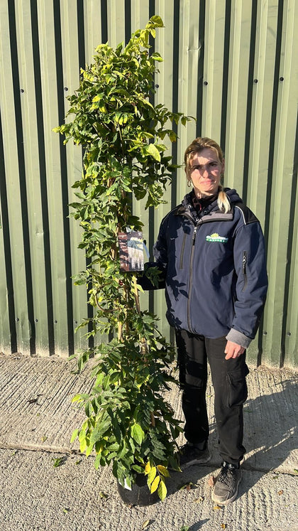 Wisteria Floribunda Alba 10 Litre Pot
