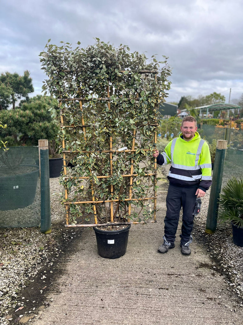 Elaeagnus x Vivileg Pleached Wall Frame 180cm Tall x 110cm