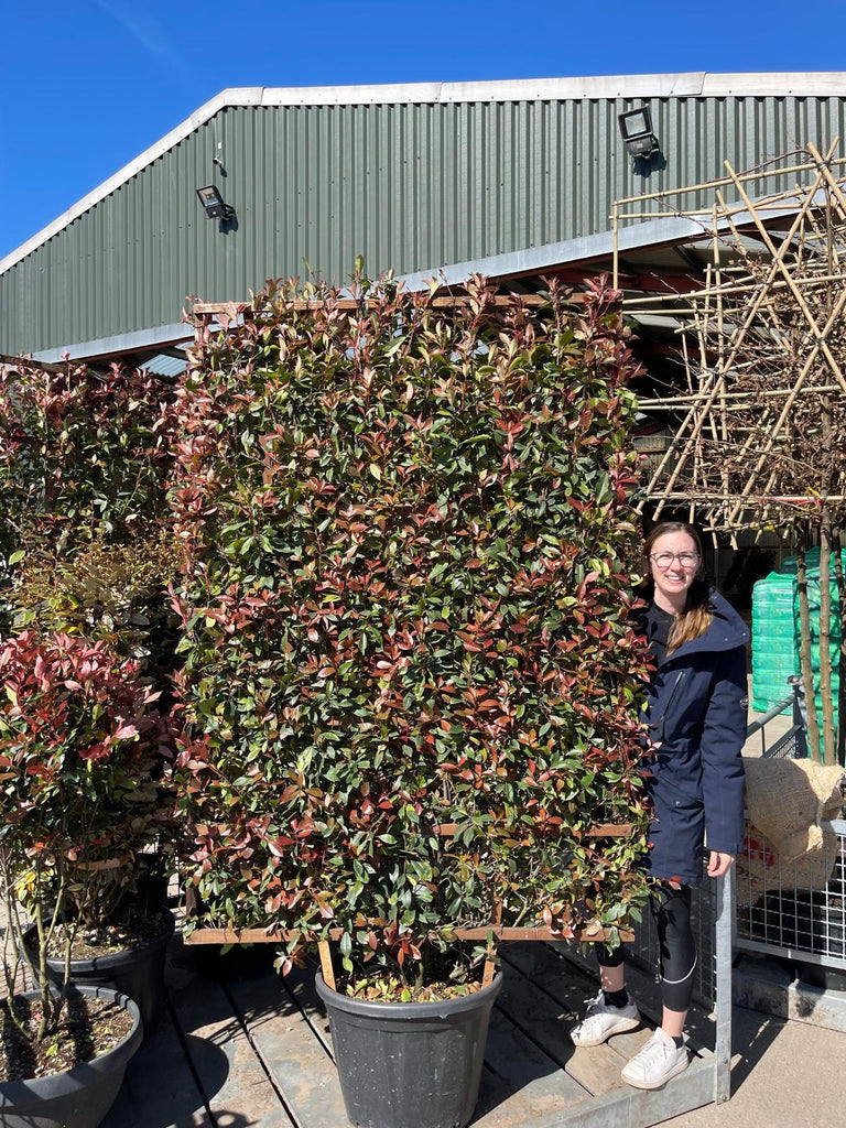 Photinia x fr. Robusta Compacta Pleached Wall Frame 200cm H x 130cm W —  Grasslands Nursery
