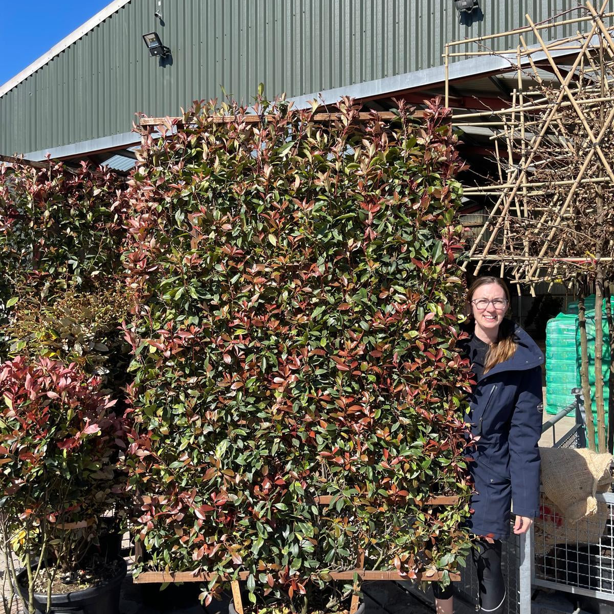 Photinia x fr. Robusta Compacta Pleached Wall Frame 200cm H x 130cm W —  Grasslands Nursery