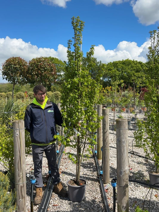 Carpinus Betulus Orange Retz 15 Litre Pot