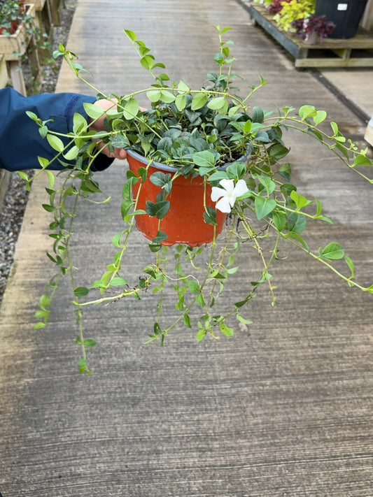 Vinca Minor Alba 2 Litre Pot