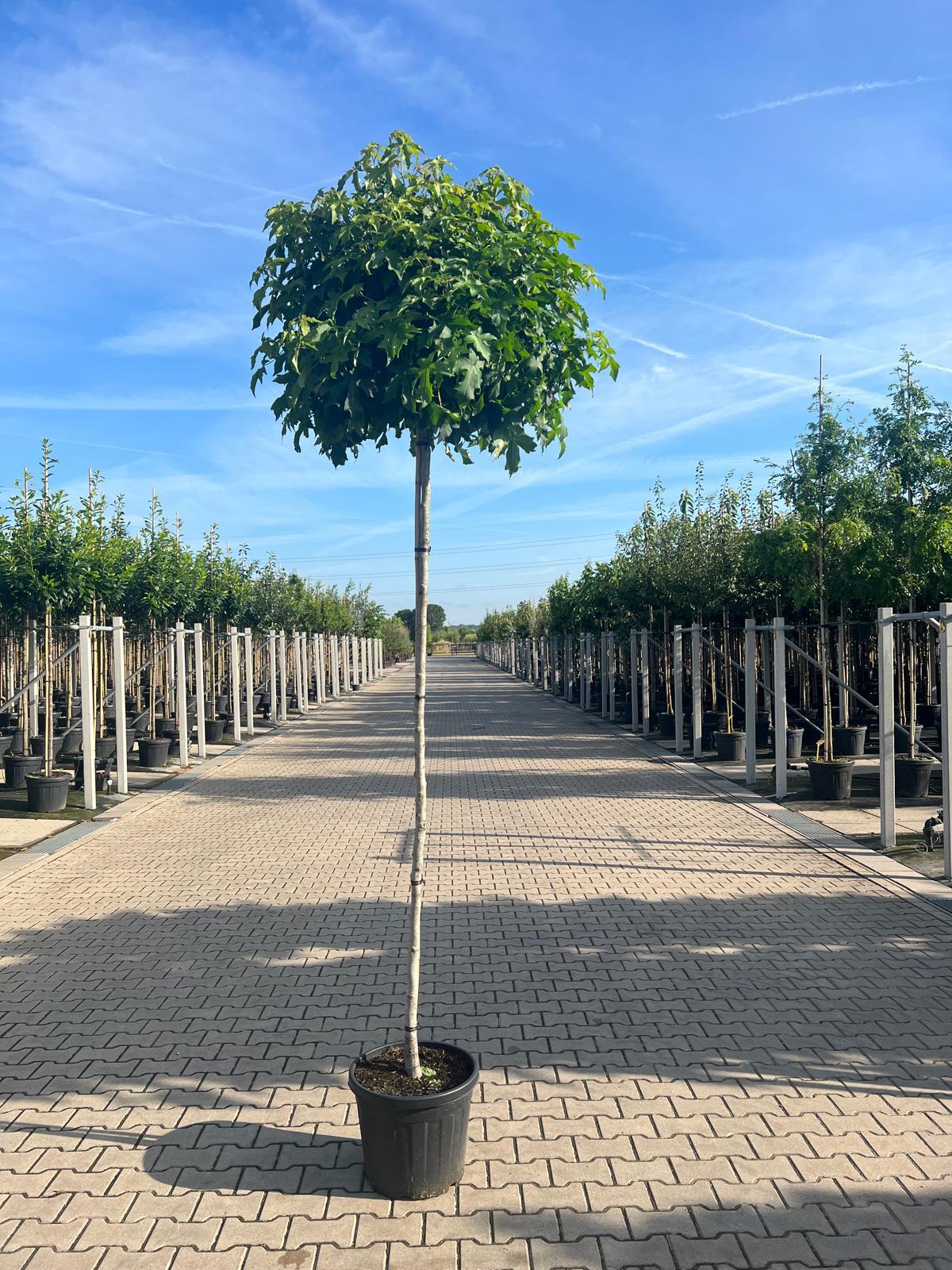 Liquidambar Gumball Full Standard 45 Litre Pot 10/12cm Girth