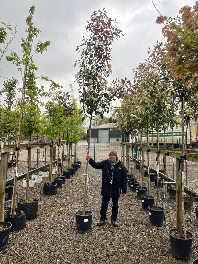 Photinia Red Robin Standard Tree 25 Litre Pot 180/190cm Stem