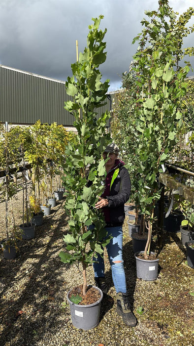 Liriodendron tulipifera Fastigiatum 15 Litre Pot