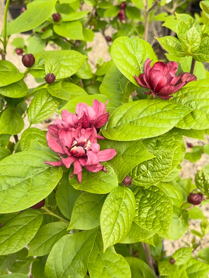 Calycanthus Hartlage Wine 20 Litre 80-100cm