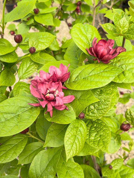 Calycanthus Hartlage Wine 20 Litre 80-100cm