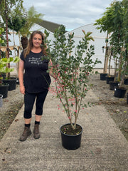 Euonymus Europaeus Red Cascade 20 Litre Pot 125/150cm