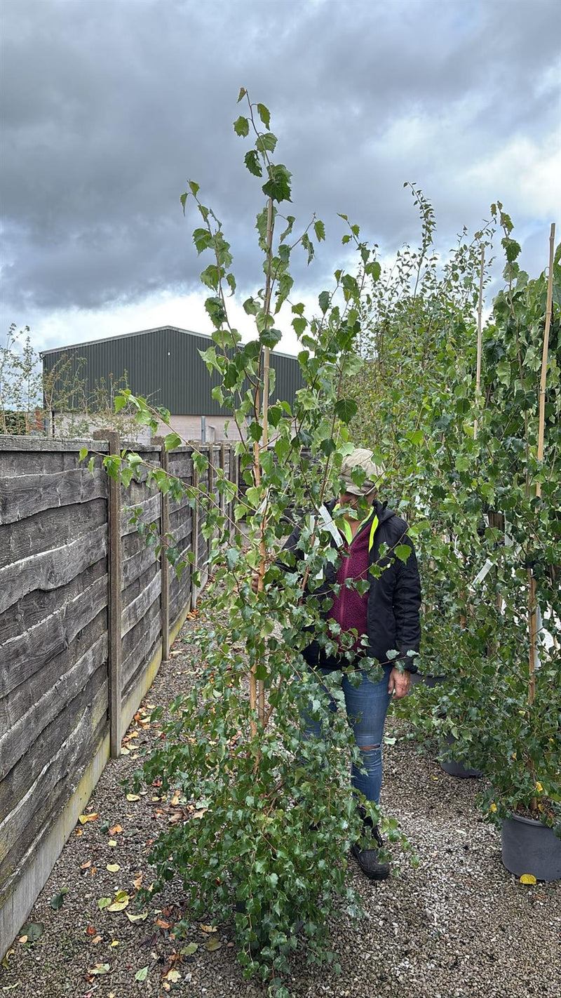 Betula Pendula Verrucosa 15 Litre Pot