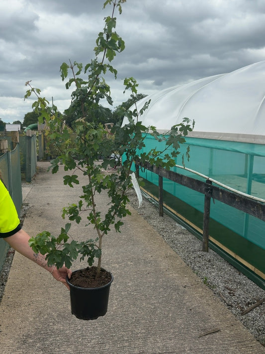Field Maple Hedging 5 Litre Pot 100-120cm