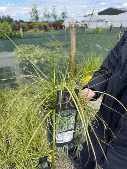 Carex oshimensis Evergold 5 Litre Pot