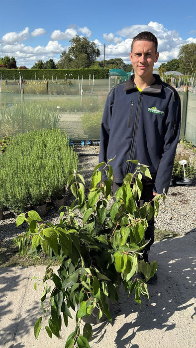 Viburnum plicatum Kilimanjaro 12 Litre Pot 80/100cm