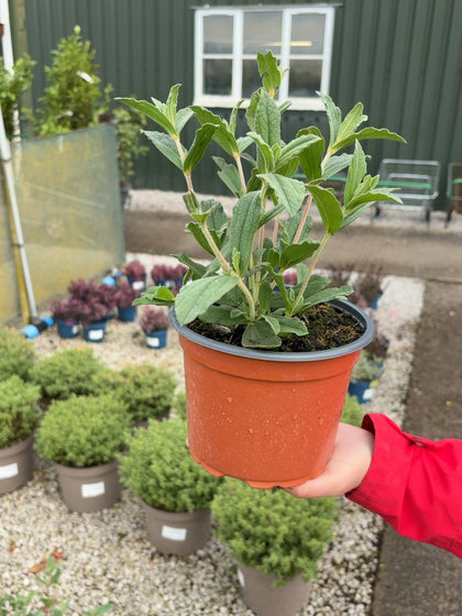 Cistus Sunset 2 Litre Pot