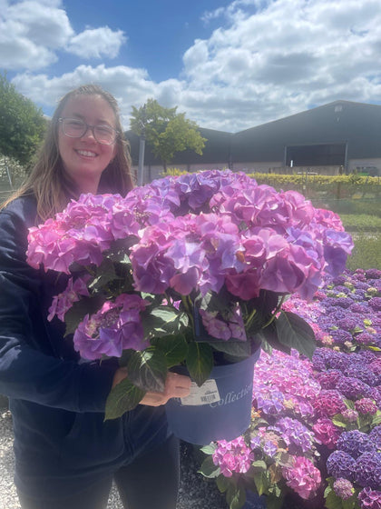 Hydrangea Mac. Royalty Tiffany Purple 5 Litre Pot