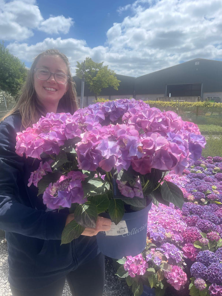 Hydrangea Mac. Royalty Tiffany Purple 5 Litre Pot — Grasslands Nursery