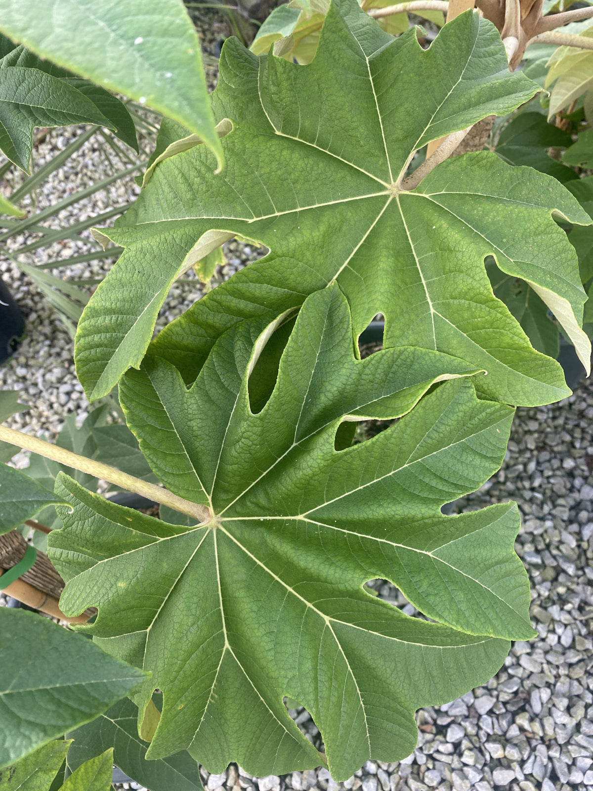 Tetrapanax Papyrifer- Rice Paper Plant 9 Litre Pot