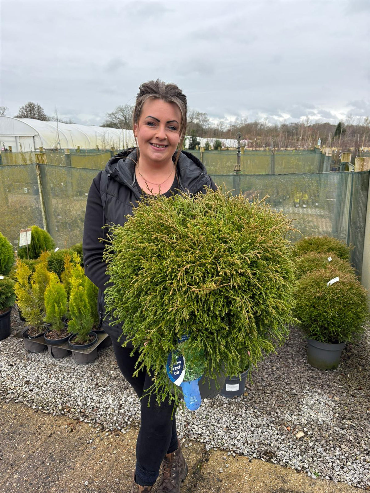 Thuja Occidentalis Mr Bowling Ball 7.5 Litre Pot