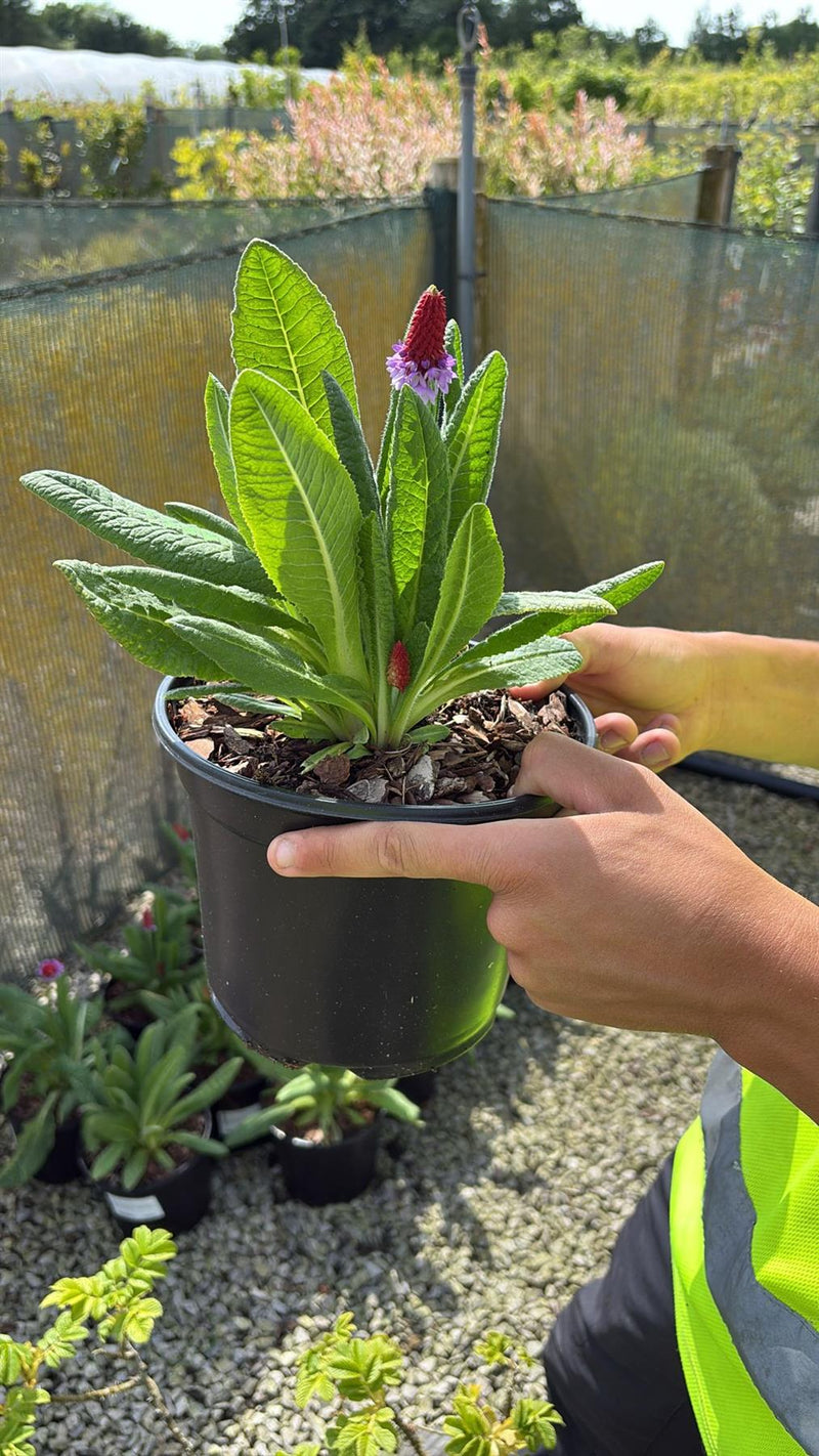 Primula Vialii 3 Litre Pot