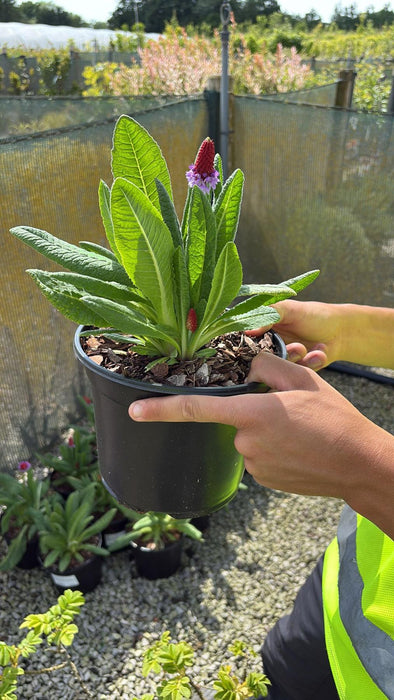 Primula Vialii 3 Litre Pot