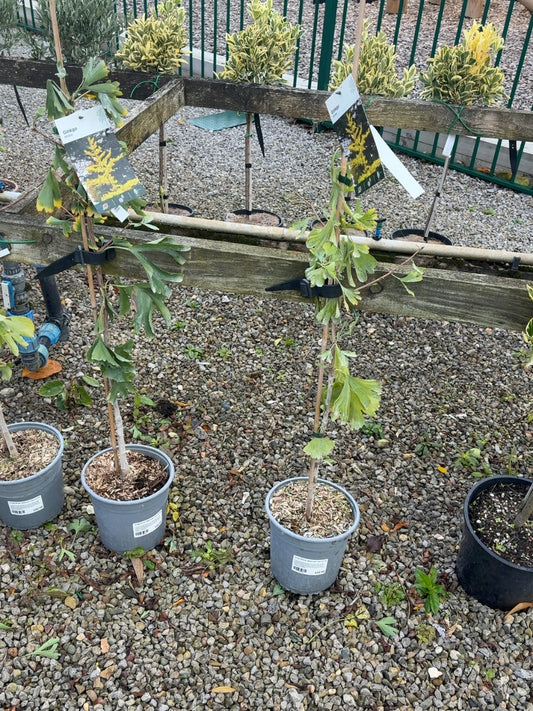 Ginkgo Biloba / Maidenhair Tree 4.5 Litre