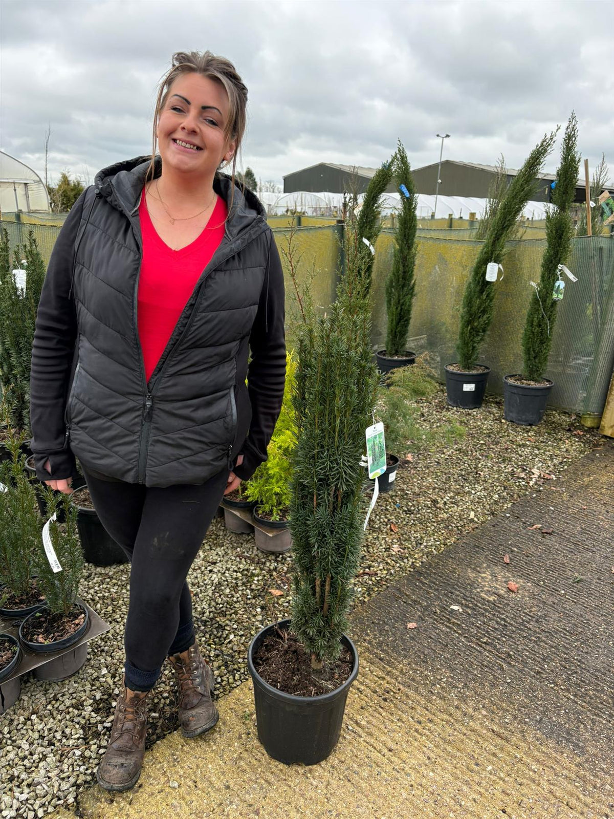 Taxus Baccata Fastigiata Robusta 12 Litre Pot 80-100cm