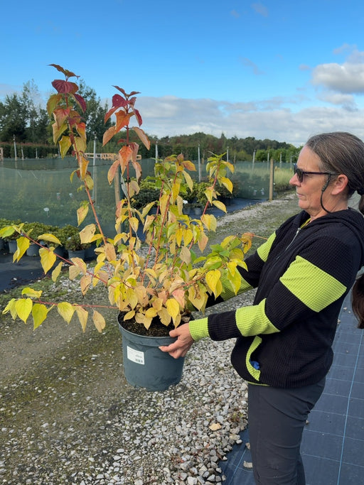 Cornus Magic Flame 10 Litre Pot