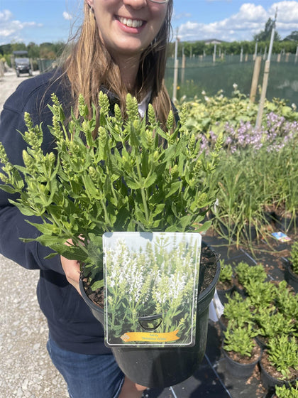 Salvia Sensation Compact White 3 Litre Pot