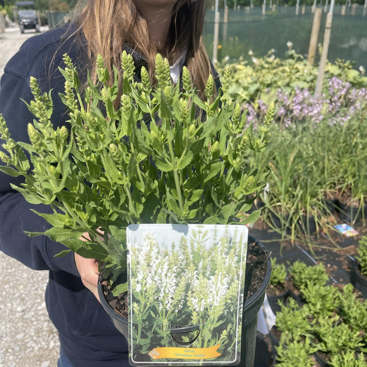 can you plant salvia in a pot Salvia Sensation Compact White 3 Litre Pot — Grasslands Nursery