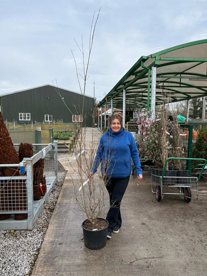 Cornus Kousa Chinensis 20 Litre Pot 150/175cm