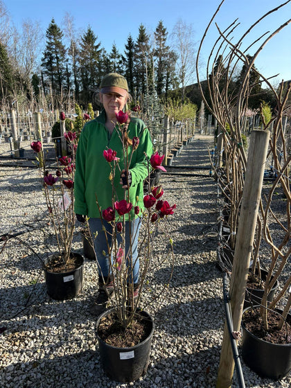 Magnolia Genie 20 Litre Pot 100-125cm Tall