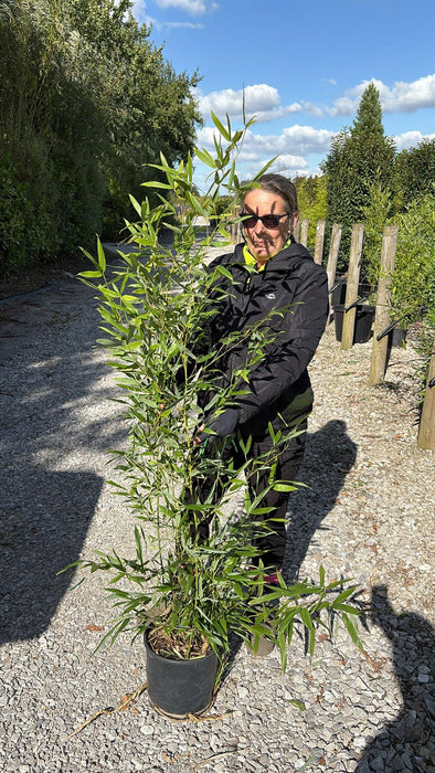 Bamboo Phyllostachys Bissetii 9 Litre Pot 130/150cm