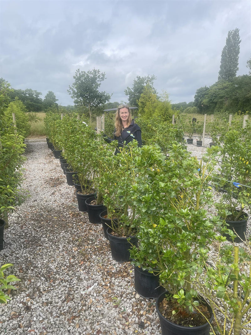 10x Ilex mes. Heckenfee 100/cm Sell Off