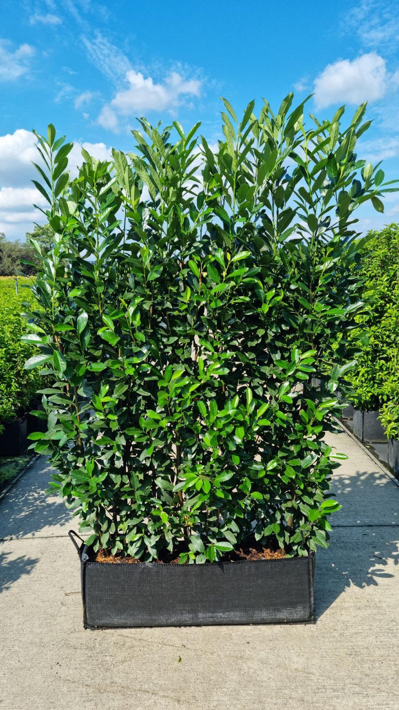 Laurel Hedging, Cherry Laurel Elly 1.8m x 1m Instant Hedge Unit