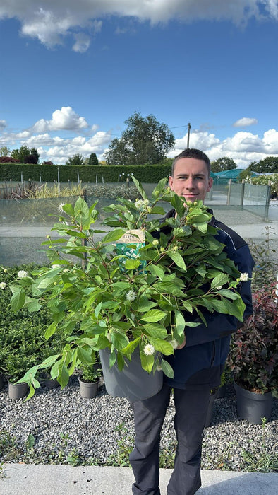 Cephalantus Occidentalis 12 Litre Pot 50/80cm